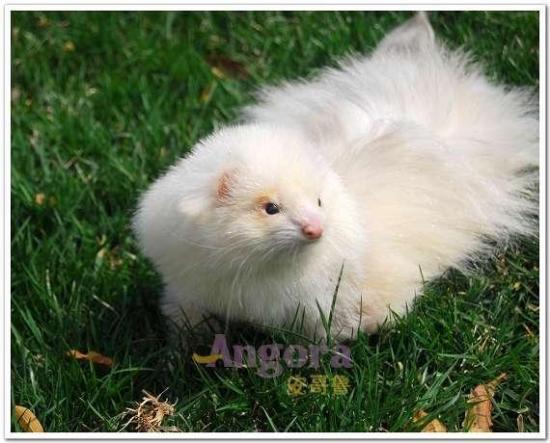 le furet angora