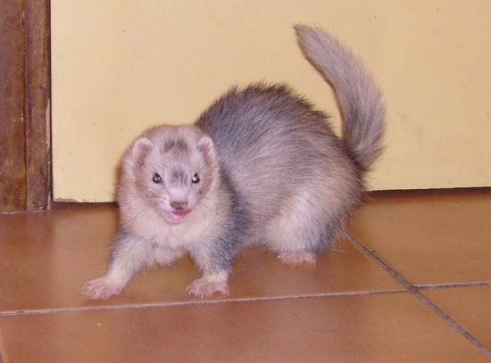 le furet silver