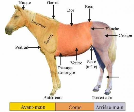 Presentation Anatomique De L Homme Et Du Cheval