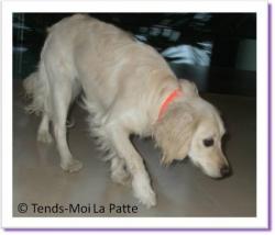 Austine, crois&eacute;e &eacute;pargneul &agrave; adopter