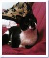 Bianca, chatte à adopter Paris
