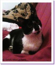 Bianca, chatte &agrave; adopter Paris