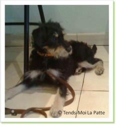 Simbad, chiot crois&eacute; griffon &agrave; adopter