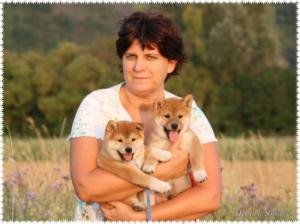 shiba inu from hillock snowy