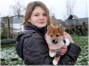 shiba inu hillock snowy