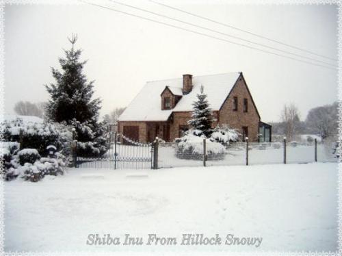 shiba inu kennel hillock snowy