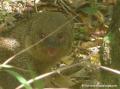 Mangouste Guadeloupe