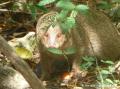 Mangouste Guadeloupe