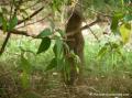 Mangouste Guadeloupe