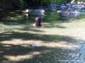 Bassin, baigneurs
