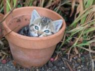 Chatpot