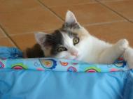 Chaton au panier