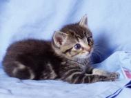 Mignon petit chaton