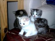 florilège de couleurs de chatons