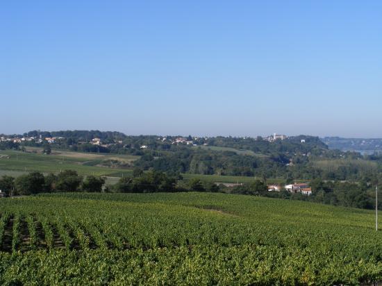 Panorama sur les vignes et Champtoceaux
