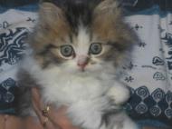 chatounet