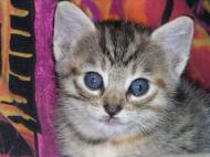 mimi chat-chat