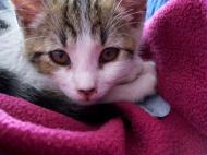 Chaton rose