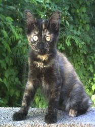 Chatonxydé