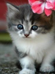 Chaton fleur