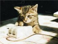 Le chat et la souris