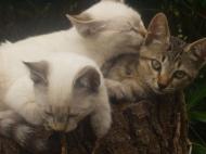 La vie de famille