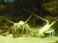 Langouste royale