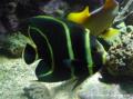 Poisson Ange Français Juvénile. Ces poissons ont la particularité de changer de couleur entre leur période juvénile et l'âge adulte. Les jeunes ont des bandes jaunes qui disparaîtront à l'âge adulte.