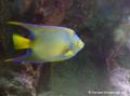 Poisson Ange-Royal. Chaque mâle défend son territoire pouvant atteindre 1000 m². Seules quelques femelles et juvéniles sont acceptés dans son espace.