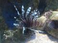 Poisson lion. Attention danger ! Ses multiples épines venimeuses peuvent provoquer de très vives douleurs. Introduit involontairement en Floride ce poisson envahi peu à peu l'arc Antillais. Il n'a pas de prédateur