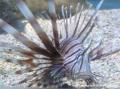 Poisson lion. Attention danger ! Ses multiples épines venimeuses peuvent provoquer de très vives douleurs. Introduit involontairement en Floride ce poisson envahi peu à peu l'arc Antillais. Il n'a pas de prédateur