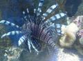 Poisson lion. Attention danger ! Ses multiples épines venimeuses peuvent provoquer de très vives douleurs. Introduit involontairement en Floride ce poisson envahi peu à peu l'arc Antillais. Il n'a pas de prédateur