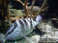 Mérou rayé. Poisson hermaphrodite. Il est d'abord femelle, puis vers l'âge de deux ans, certaines femelles deviennent mâle