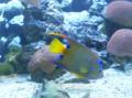 Poisson Ange-Royal