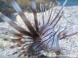 Poisson lion