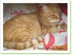 Combava, chat roux à adopter Paris