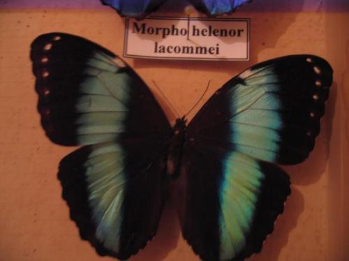 Morpho Photo Coll A.-M. BEA Propri&eacute;t&eacute; Exclusive du Moulin de Prey Mars 2011