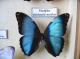 Morpho Photo et Coll. A.-M. Bea Mars 2011
