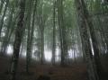 Dans arbres dans une forêt avec de la brume qui rampe