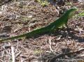 Iguane vert, Vieux-Fort