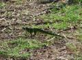 Iguane vert, Vieux-Fort