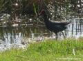 Gallinule poule d’eau