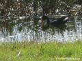 Gallinule poule d’eau