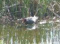 Gallinule poule d’eau