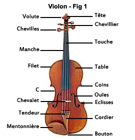 Les parties du violon, volute, tete, cheviller, touche, manche table ...