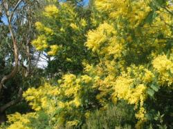 Les mimosas de l'hiver annoncent le printemps