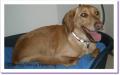 P&eacute;n&eacute;lope chienne &agrave; adopter paris