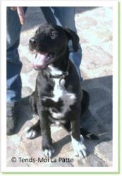 Chaussette, chienne &agrave; adopter