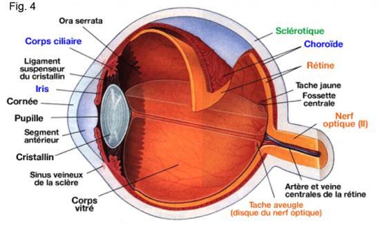 Pourquoi l oeil humain permet il la vision des couleurs La réponse