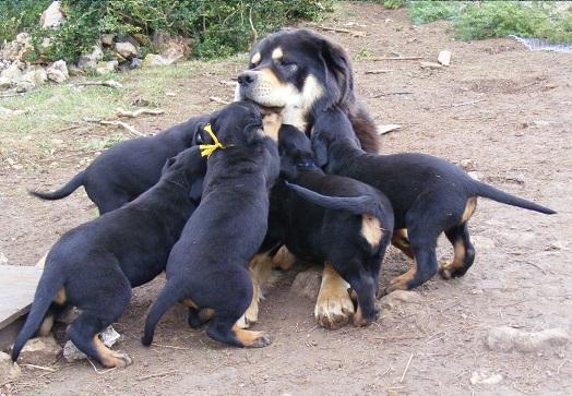 Comportement Et Caractere Du Dogue Du Tibet